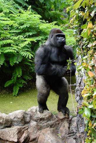 Gorilla